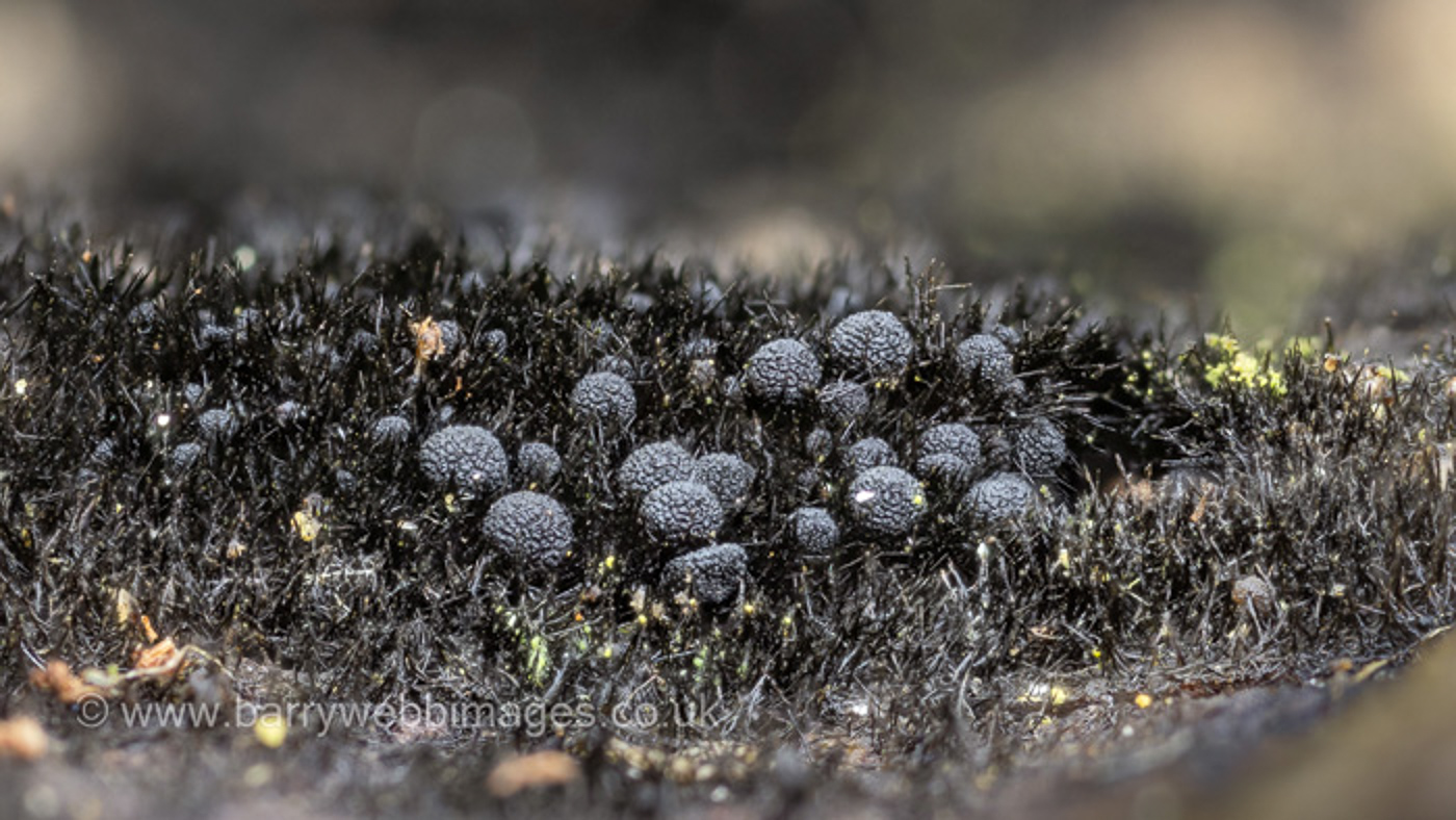 Photo by Barry Knight Chaetosphaerella phaeostroma by Barry Knight